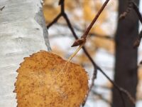 陈丽萍：秋，喊我的名字