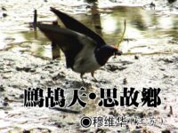 穆维华：鹧鸪天•思故乡