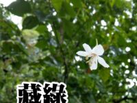 红河布侬：藏绿