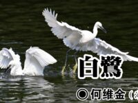 何维金：白鹭（七律）