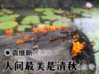 袁维新：人间最美是清秋（组诗）