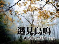 苏拉木塔格：遇见鸟鸣