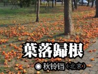 秋铃铛：叶落归根