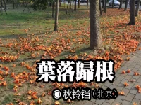 秋铃铛:叶落归根
