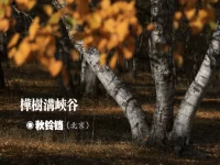 秋铃铛：桦树沟峡谷