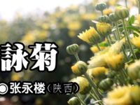 张永楼：咏菊（七绝）