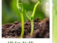 嫩如春芽/明月旺旺