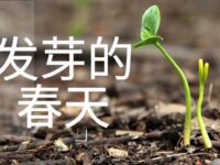 发芽的春天/曲依