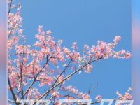 春光荡漾的羞涩/邵国阳