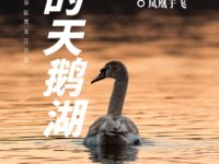 心中的天鹅湖/凤凰于飞