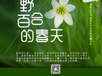 散文：野百合的春天/一抹香