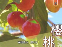 七绝•樱桃/杨先义