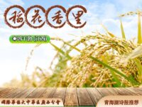 稻花香里/冯干劲