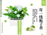 寄一缕栀子香/慕尧玲玲