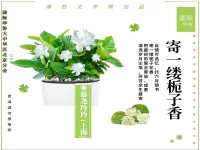 寄一缕栀子香/慕尧玲玲