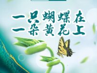 Fide ERKEN：一只蝴蝶在一朵黄花上（外一首）