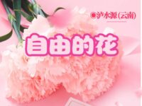 自由的花/泸水源