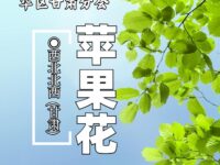 苹果花/西北北西