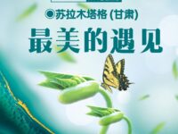 最美的遇见/苏拉木塔格