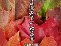 一枚落叶和另一枚落叶/梁银