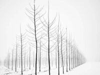 何必说春天（见图随笔）