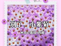 散文：别了，小紫菊/昆仑嘉措