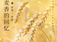 穿过麦香的回忆/翔鹰