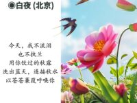 我用苍苍蒹葭呼唤你/白夜