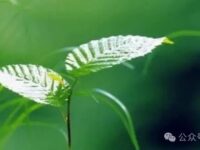 温一壶经年的雨水，煮曾经的往事