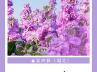 吴炜枫｜春天（外二首）