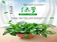 白丁｜绿萝（散文）