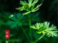 林武刚｜七绝•艾草（外三阕）