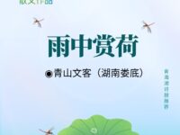 青山文客｜雨中赏荷（散文）