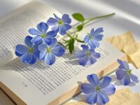 暗香盈袖｜月光清雅，泄下一地清辉