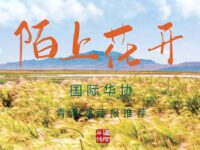 雨中｜陌上花开