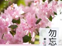 张建平｜勿忘花开时