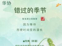 翔鹰｜错过的季节（外一首）