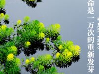 风清丨生命是一万次的重新发芽