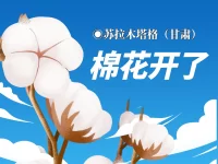 苏拉木塔格丨棉花开了