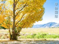 苏晚丨十月将尽（外一首）