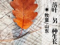 牧童丨落叶，另一种生长（外二首）