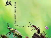 石子赵阳丨蝼蚁