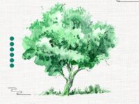 薛清波丨爱媛：一树时光的馈赠