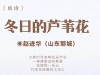 赵进华｜冬日的芦苇花（组诗）