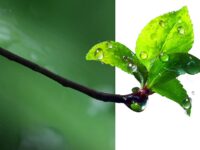 王綮｜大年初二，雨落娘家（组诗）