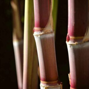 金山居士（顾同军）