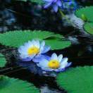 一片冰心[海诺清莲]